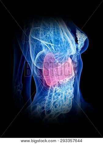 3d rendered medically accurate illustration of a womans liver