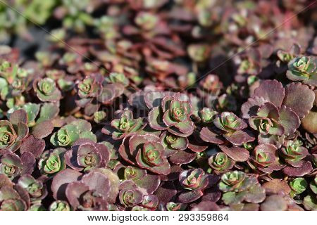Stonecrop Dragons Blood - Latin Name - Sedum Spurium Schorbuser Blut