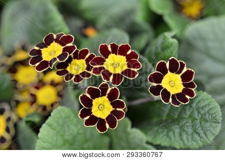 Primrose Victoriana - Latin Name - Primula Veris Victoriana
