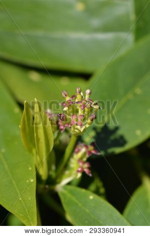 Japanese Laurel - Latin Name - Aucuba Japonica
