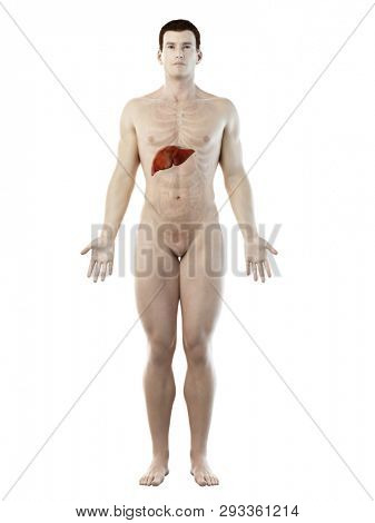 3d rendered medically accurate illustration of a mans liver