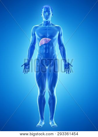 3d rendered medically accurate illustration of a mans liver