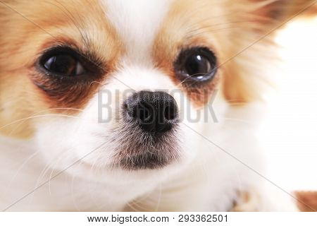 Head Of My Sweet Chihuahua Model Violka
