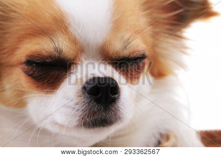 Head Of My Sweet Chihuahua Violka