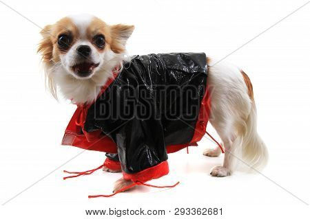 Dressed Chihuahua Violka