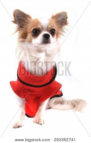 Dressed Chihuahua Violka
