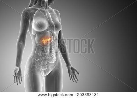 3d rendered medically accurate illustration of a womans pancreas
