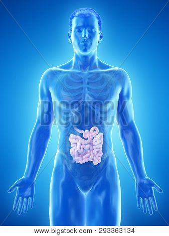 3d rendered medically accurate illustration of a mans small intestine