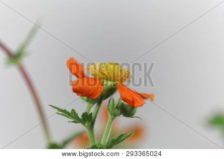 Dwarf Orange Avens, Geum Coccineum