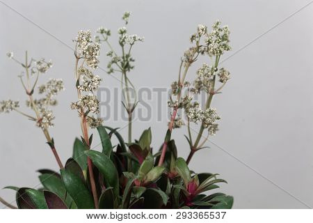 Crassula Orbicularis Var Rosularis