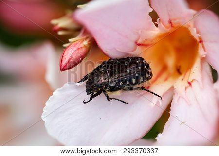 This Is A Close Up Of A Weevil Beetle