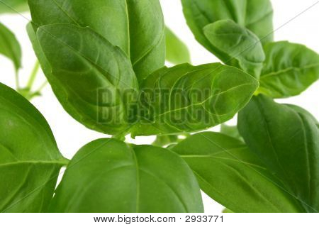 Bazalka na bílém pozadí