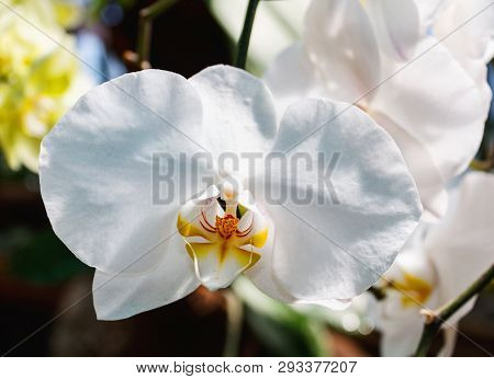 Beautiful Orchid Branch On Abstract Blurred Background