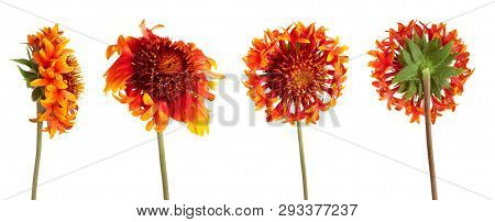 Set Of Beautiful Bright Red Flower Gaillardia Coahuilensis, Family Asteraceae On White Isolated Back