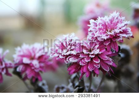 Autumn Blooming Flowers Of Pink Color Covered With Snow. Frozen Chrysanthemum Flowers In The Garden.