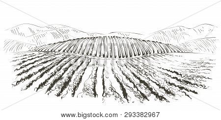 Vine Hills Landscape. Vector Line Sketch Illustration