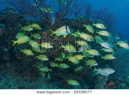 Skolegang grynt og Porkfish