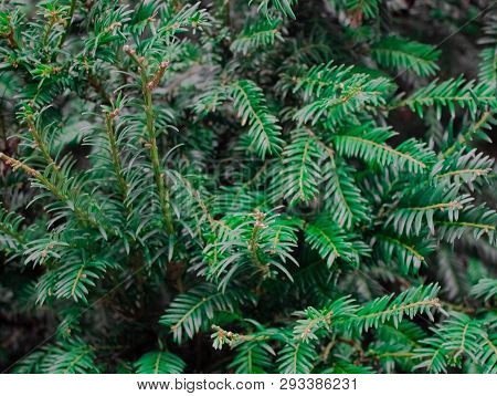 Green Leaf Texture. Leaf Texture Background. Beautiful Pattern For Banner With A Green Plant.  Flat 