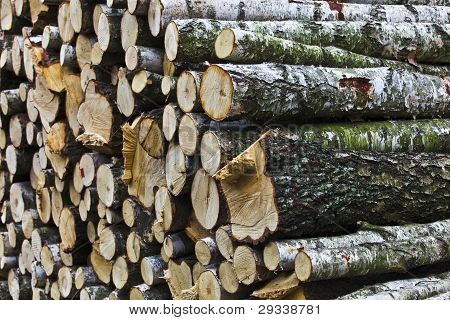 Holz