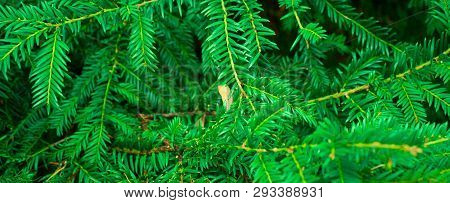 Green Leaf Texture. Leaf Texture Background. Beautiful Pattern For Banner With A Green Plant.  Flat 