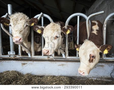 White Headed Hereford Bulls In Open Stable Near Amersfoort In The Netherlands