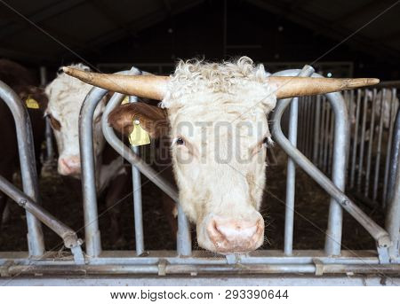 White Headed Hereford Bulls In Open Stable Near Amersfoort In The Netherlands