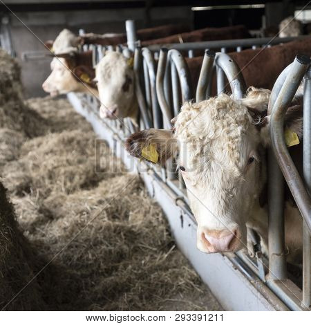 White Headed Hereford Bulls In Open Stable Near Amersfoort In The Netherlands