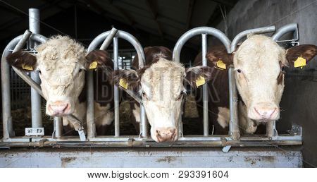 White Headed Hereford Bulls In Open Stable Near Amersfoort In The Netherlands
