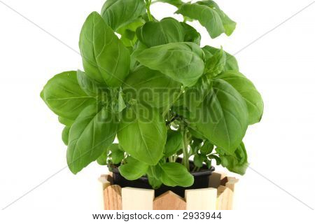 Bazalka na bílém pozadí