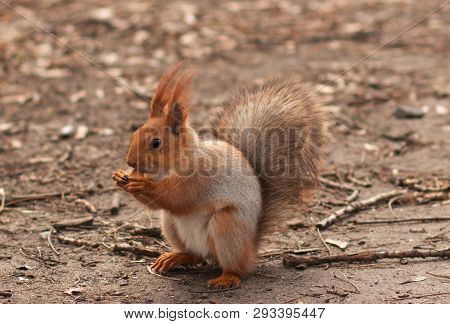 Close-up Of A Red Squirrel That Nibbles Hazelnuts