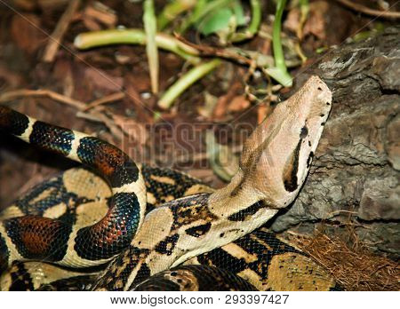 This Is A Details Of A Boa Contrictor