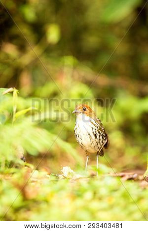 Birdwatching In Colombia, South America. Bicolored Antpitta, Grallaria Rufocinerea, Rare Bird In The