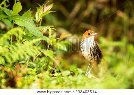 Birdwatching In Colombia, South America. Bicolored Antpitta, Grallaria Rufocinerea, Rare Bird In The