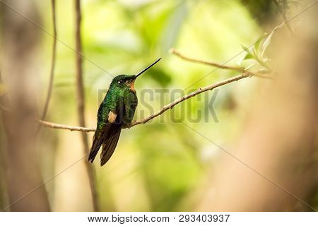 Buff-winged Starfrontlet Sitting On Branch, Hummingbird From Mountains, Colombia, Nevado Del Ruiz,bi