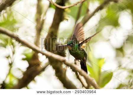 Buff-winged Starfrontlet Sitting On Branch, Hummingbird From Mountains, Colombia, Nevado Del Ruiz,bi