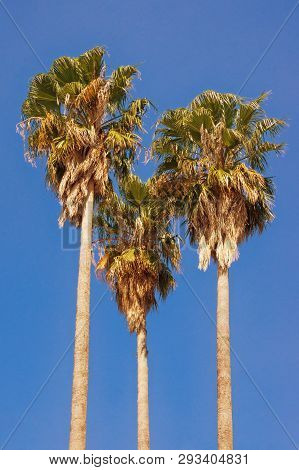 Three Palm Trees ( Washingtonia Filifera ) Against A Blue Sky. Vacation Concept
