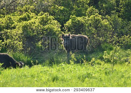 Wildlife Wild Boar Near The Forest Grazing Grass