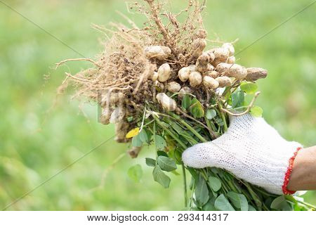 Closeup Gardener Holding Fresh Raw Peanut With Happy Face In The Green Field, Selective Focus