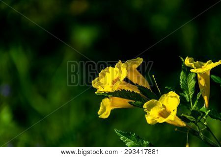 Close Up Yellow Elder, Yellow Bells, Or Trumpetflower, Scientific Name Is Tecoma Stans