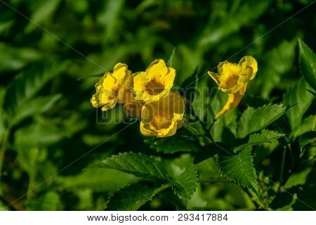 Close Up Yellow Elder, Yellow Bells, Or Trumpetflower, Scientific Name Is Tecoma Stans