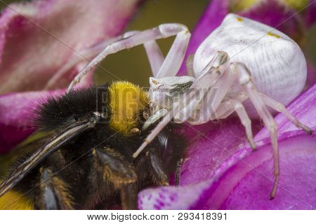 Little Honey Bee Caught By Synema Globosum Spider