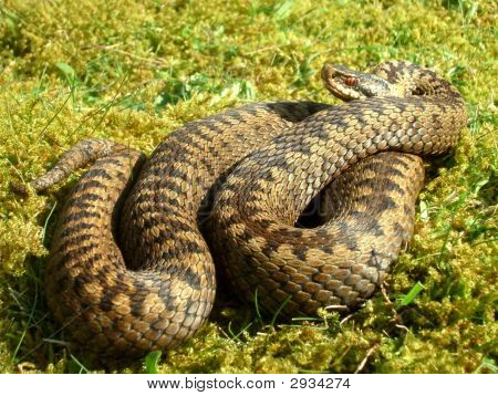 Женский гадюка