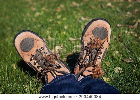 Burdock burrs stuck on hiking boots after walking outdoors