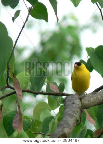 Stehlík v Redbud stromy