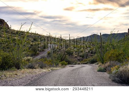 Ajo Mountain Drive In Organ Pipe National Monument Arizona
