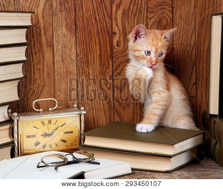 A Kitten Is Washed In The Table