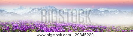 Alpine Crocuses In The Mountain Fields
