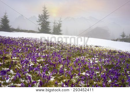Crocuses - Snowy Flowers Of Spring