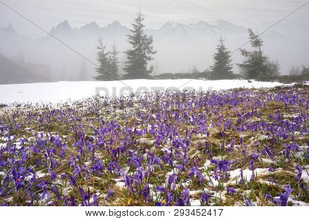 Crocuses - Snowy Flowers Of Spring