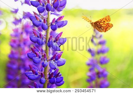 Beautiful Spotted Orange Pearl Butterfly Flies In The Summer Garden Next To The Bright Lilac And Blu